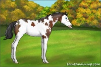Horse Color:White Spotted Bay Splash Frame