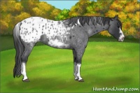 Horse Color:White Spotted Blue Roan Splash Frame Appaloosa 