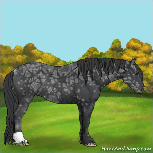 Horse Color:Black Ice Rabicano 