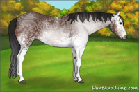Horse Color:Gray White Spotted Bay Ice Rabicano 