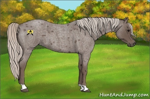 Horse Color:Silver Blue Roan
