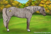 Horse Color:Silver Blue Roan 