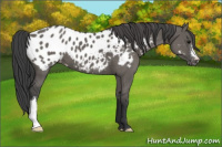 Horse Color:Grullo Appaloosa 