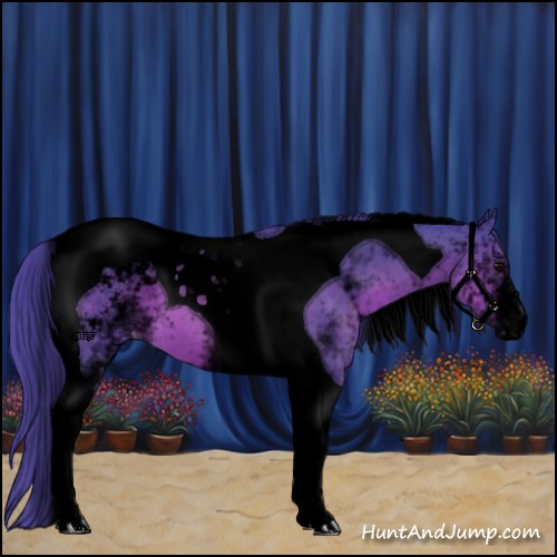 Horse Color:Void Watercolor White Spotted Brown Tobiano Appaloosa 