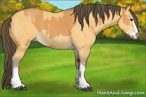 Horse Color:Buckskin Sabino Rabicano  and Amber Cream Champagne Sabino Rabicano 