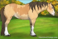 Horse Color:Buckskin Sabino Rabicano  and Amber Cream Champagne Sabino Rabicano 