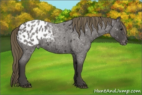 Horse Color:Smoky Blue Roan Appaloosa