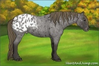 Horse Color:Smoky Blue Roan Appaloosa 