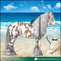 Horse Color:Sable Champagne Appaloosa 