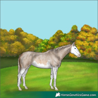 Horse Color:Chocolate Palomino Roan Sabino Splash 