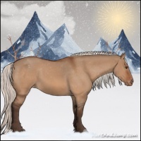 Horse Color:Silver Brown Dun Appaloosa 