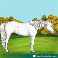 Horse Color:White Spotted Silver Grullo Sabino Splash
