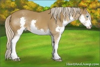 Horse Color:Chocolate Palomino Sabino Splash 