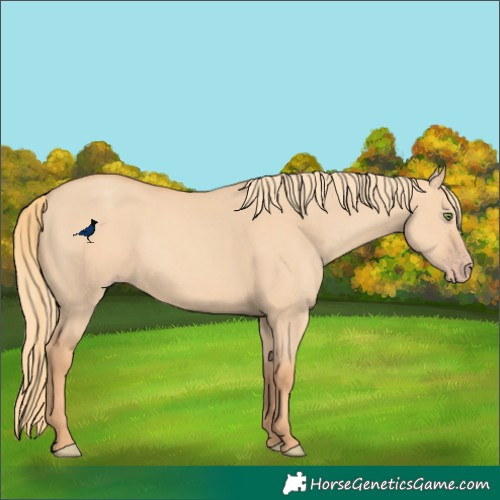 Horse Color:Gold Champagne Dun 