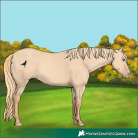 Horse Color:Gold Champagne Dun