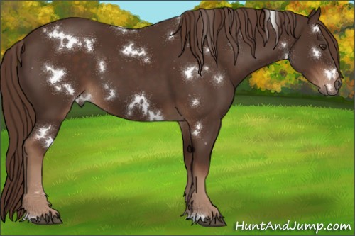 Horse Color:White Spotted Liver Chestnut 