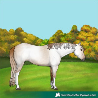 Horse Color:Gray Red Dun Roan Tobiano Rabicano 