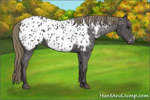 Horse Color:Smoky Black Near Leopard