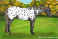 Horse Color:Smoky Black Near Leopard