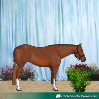 Horse Color:Chestnut 