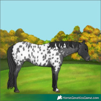 Horse Color:Blue Roan Appaloosa Rabicano 