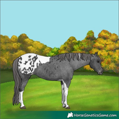 Horse Color:Black Tobiano Appaloosa 
