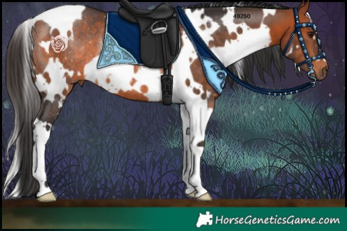 Horse Color:White Spotted Bay Rabicano 
