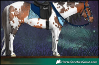 Horse Color:White Spotted Bay Rabicano