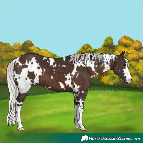 Horse Color:White Spotted Silver Brown Mushroom 