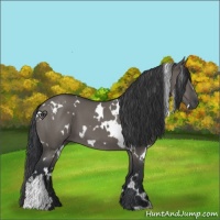 Horse Color:White Spotted Grullo