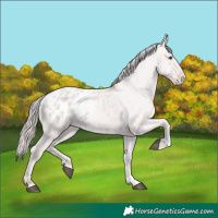 Horse Color:Platinum Chestnut Appaloosa Rabicano