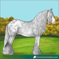 Horse Color:White Spotted Silver Bay Chinchilla Varnish Rabicano 