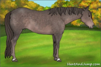 Horse Color:Platinum Liver Chestnut 