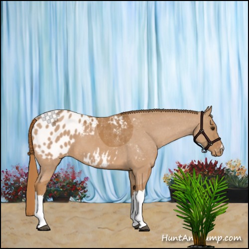 Horse Color:Chestnut Appaloosa 