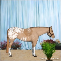 Horse Color:Chestnut Appaloosa