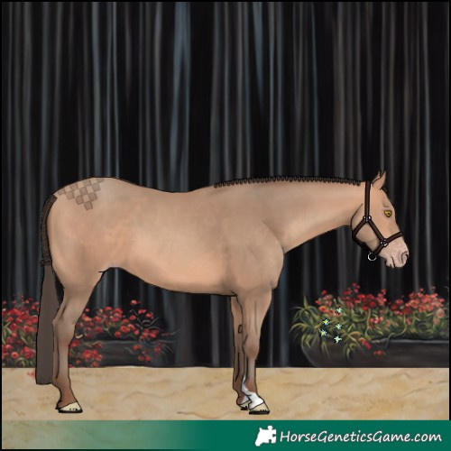 Horse Color:Amber Champagne 