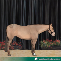 Horse Color:Amber Champagne 