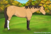 Horse Color:Buckskin 