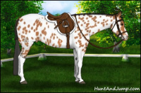 Horse Color:Bay Tobiano Appaloosa 