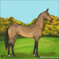 Horse Color:Buckskin 