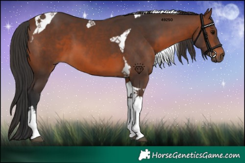 Horse Color:Brown Tobiano 