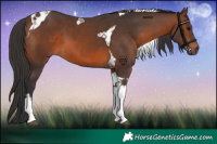 Horse Color:Brown Tobiano 
