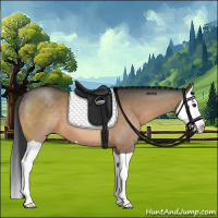 Horse Color:Brown Dun Splash 