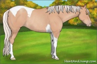 Horse Color:Silver Amber Champagne Tobiano Rabicano 