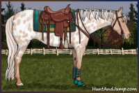 Horse Color:Silver Classic Champagne Roan Sabino Appaloosa 