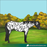 Horse Color:Black Near Leopard 
