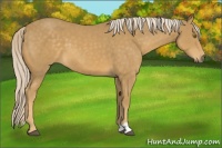 Horse Color:Palomino 