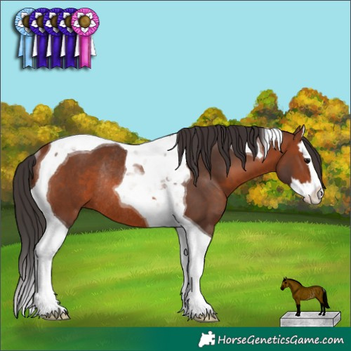 Horse Color:Bay Splash Tobiano Rabicano 