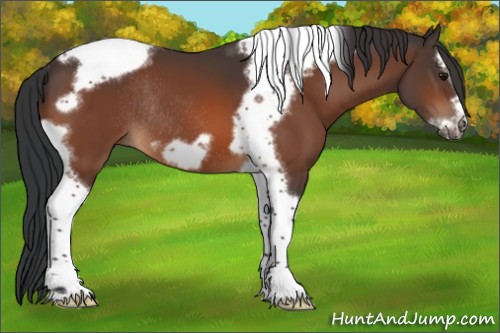 Horse Color:Bay Splash Tobiano Frame Rabicano 
