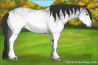 Horse Color:White Spotted Blue Roan 